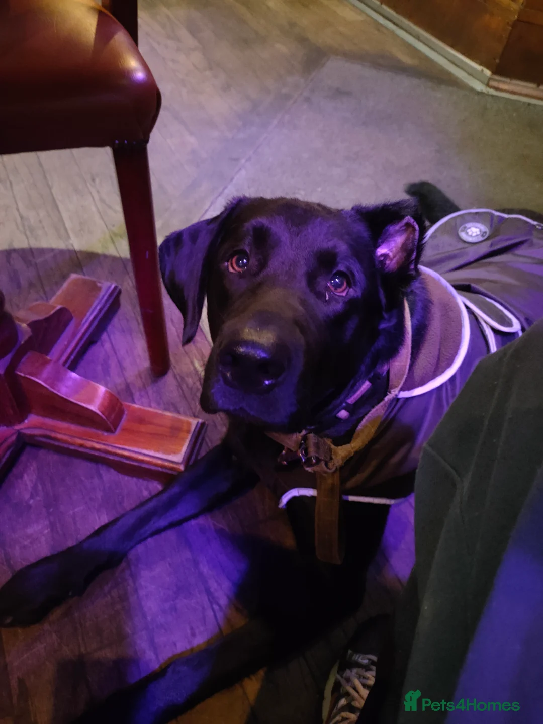 Labrador Retriever dogs for sale: Vinnie  - Advert 2