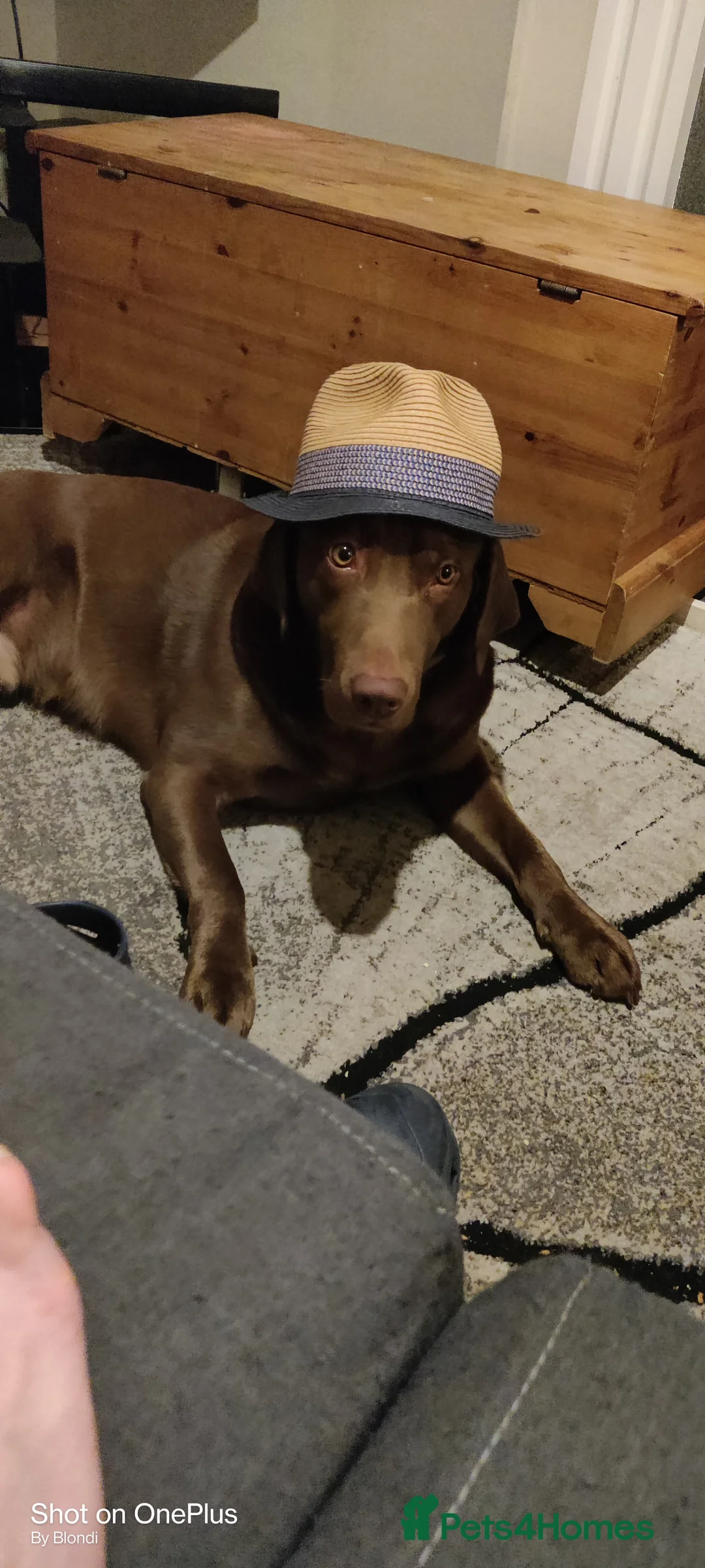 Labrador Retriever dogs for stud: Proven stud in Reading - Advert 2