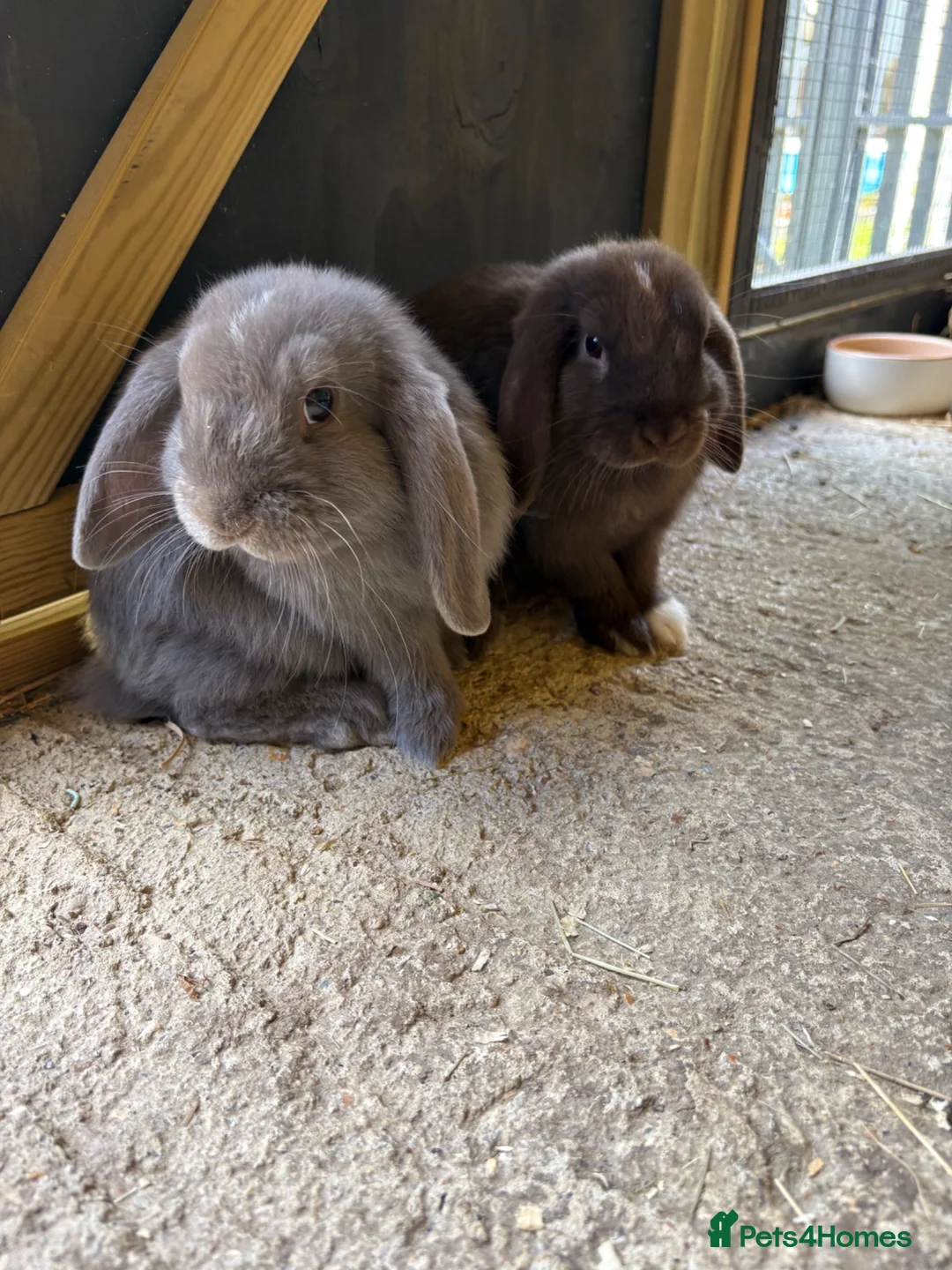 Mini Lop rabbits for sale: X2 mini lop sisters  in Worthing - Advert 2