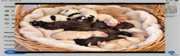 Newfypoo dogs for sale: Rare Newfypoo Puppies.  Stunning colors - Advert 17