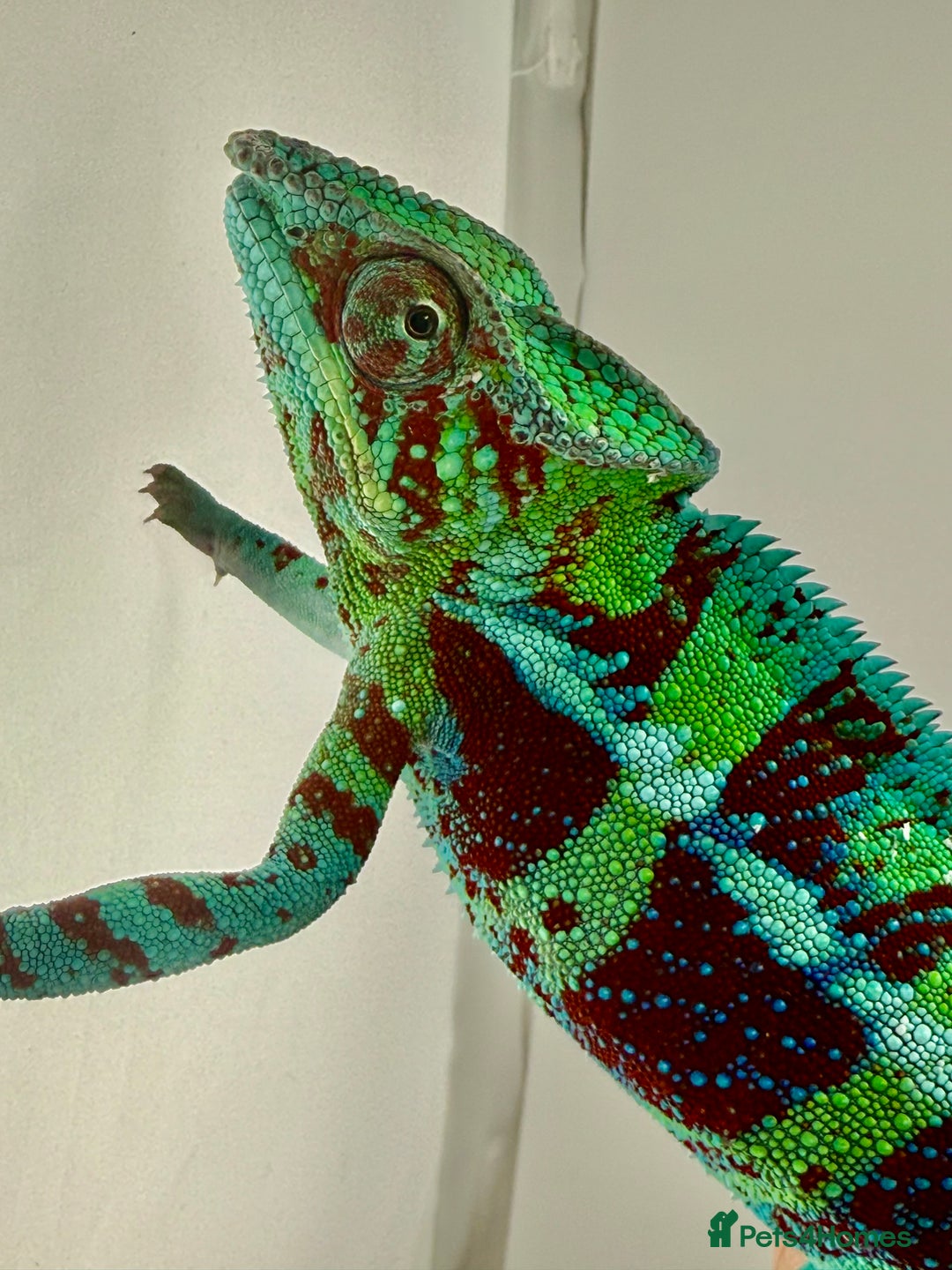 Chameleon reptiles for sale: Ambanja panther chameleon PURPLE  - Image 8