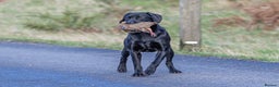 Labrador Retriever dogs for sale: 🐾 KC Registered Black Labrador Puppies 🐾 - Advert 4