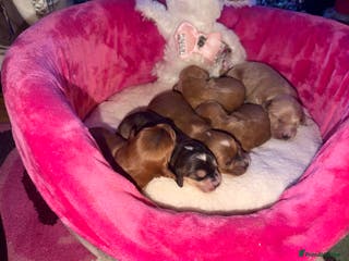 Cockapoo dogs Cockapoo pups - Advert 4