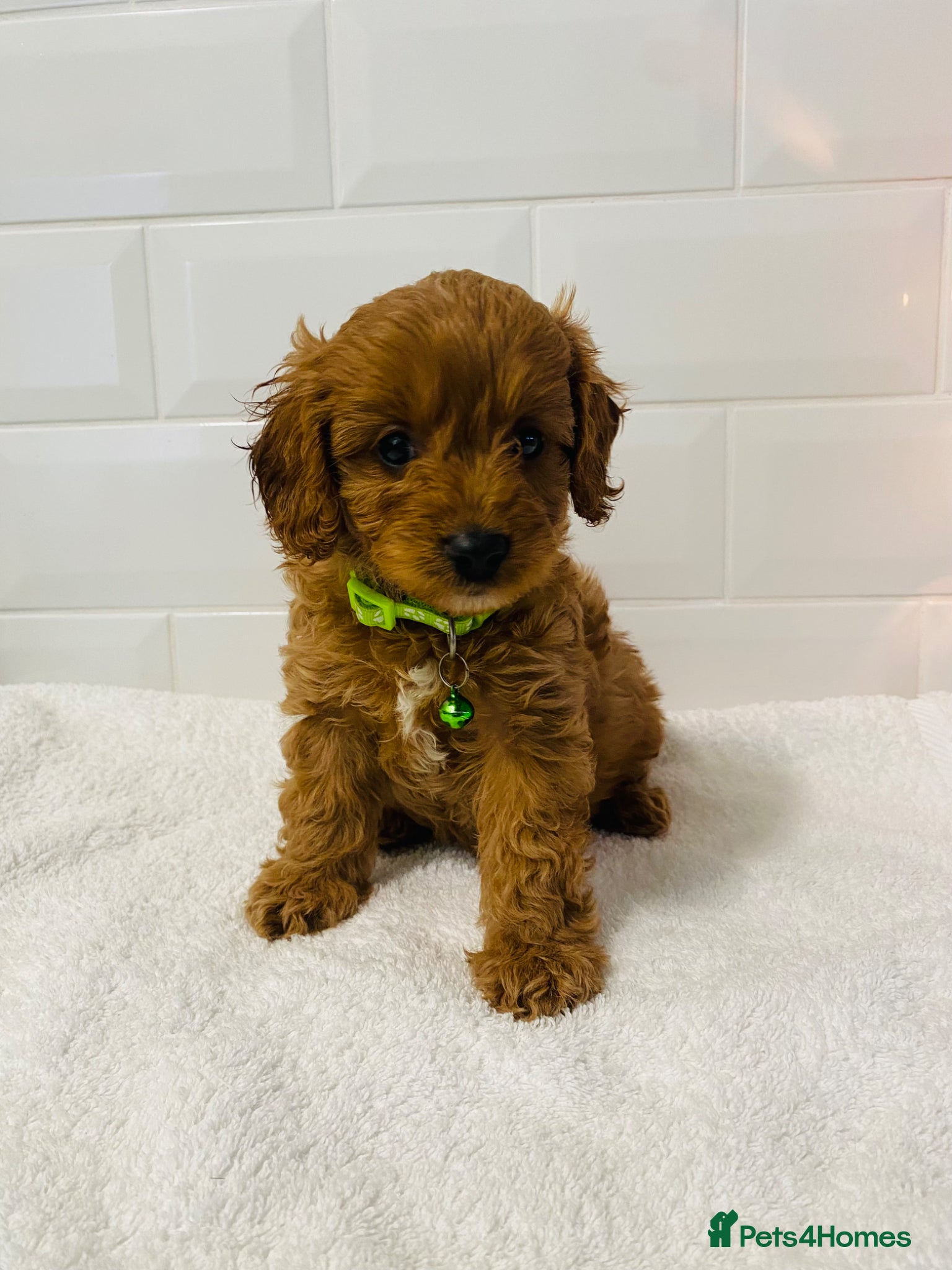 Cavapoo dogs Stunning F1B health tested Cavapoo’s  - Advert 2