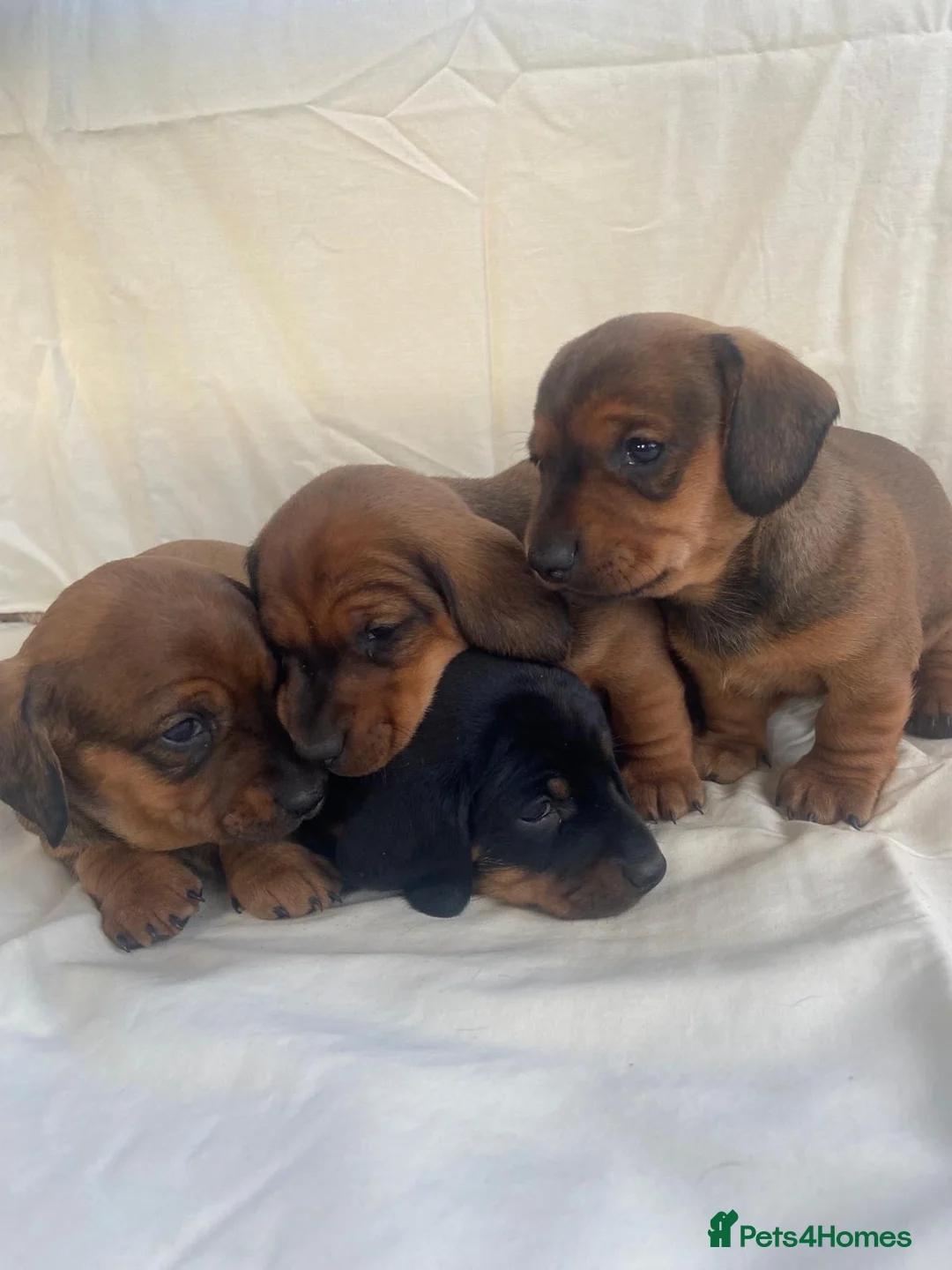 Dachshund dogs for sale: For Sale  - Advert 4