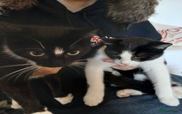 Mixed Breed cats for sale: 18 week old female kittens  - Image 5