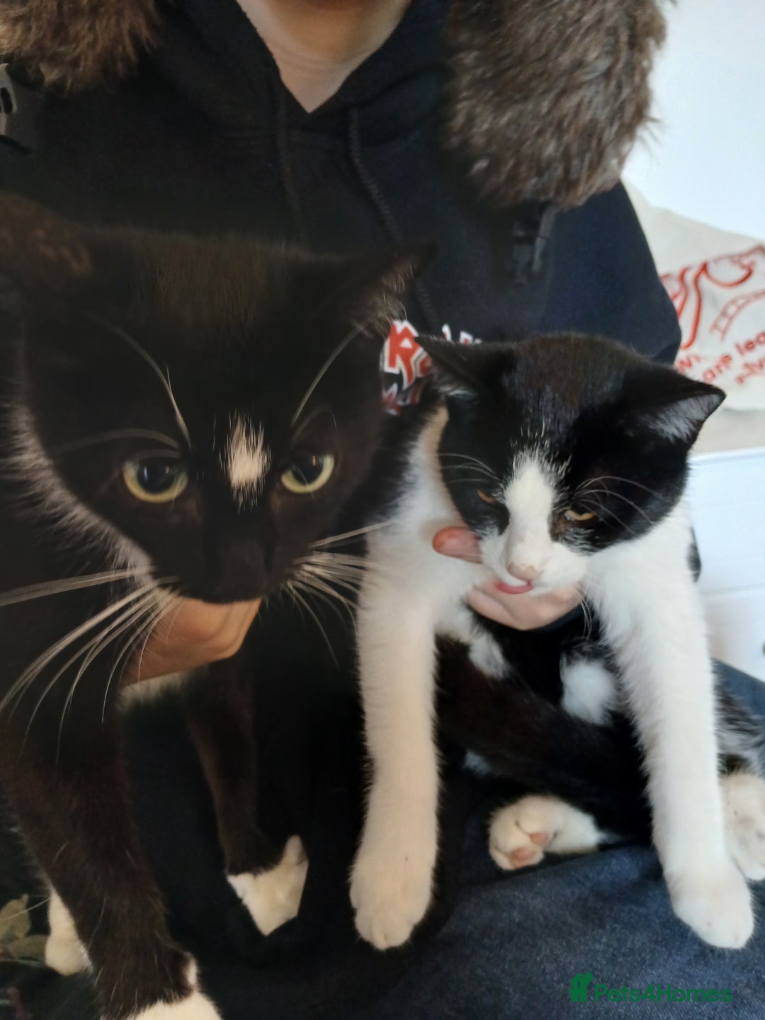 Mixed Breed cats for sale: 18 week old female kittens  - Image 5
