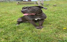 Cane Corso dogs for sale: Coco The Cane Corso - Image 3