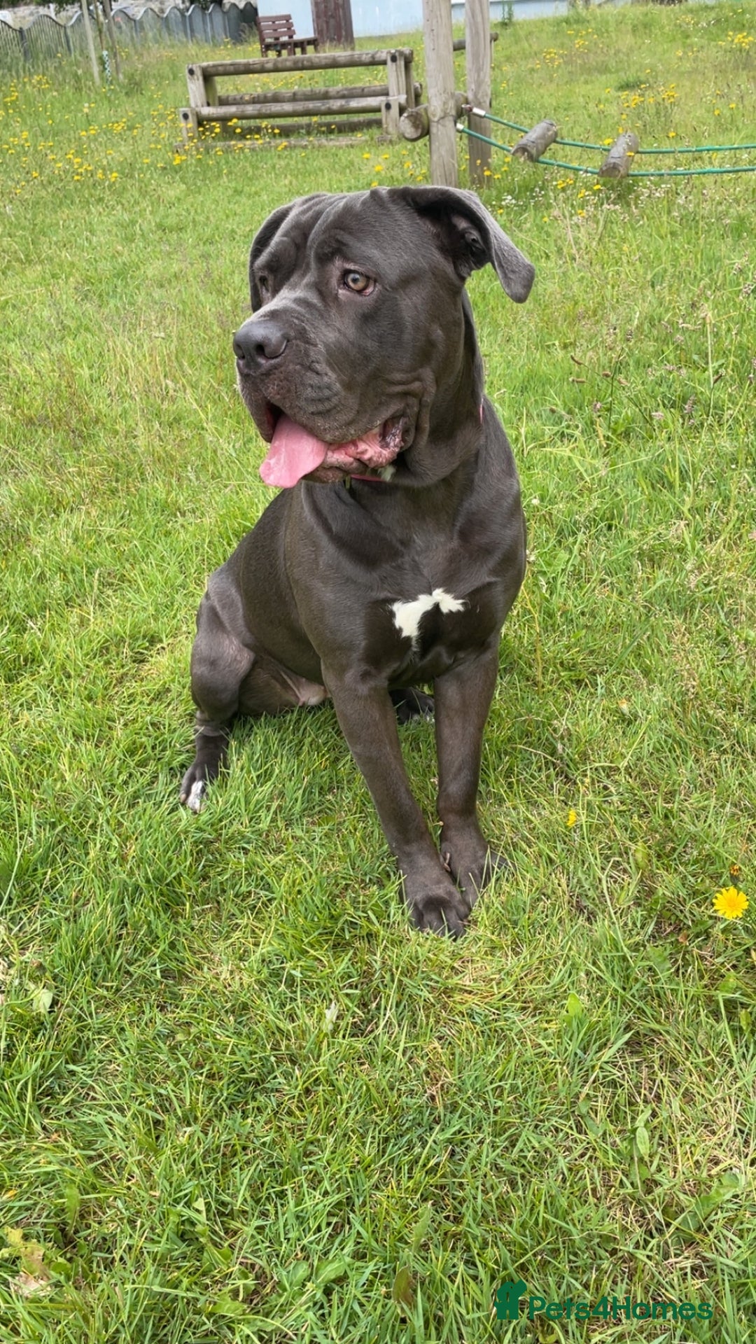 Cane Corso dogs for sale: Coco The Cane Corso - Image 3