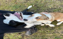Border Collie dogs for sale: Border Collie Pup - Image 6