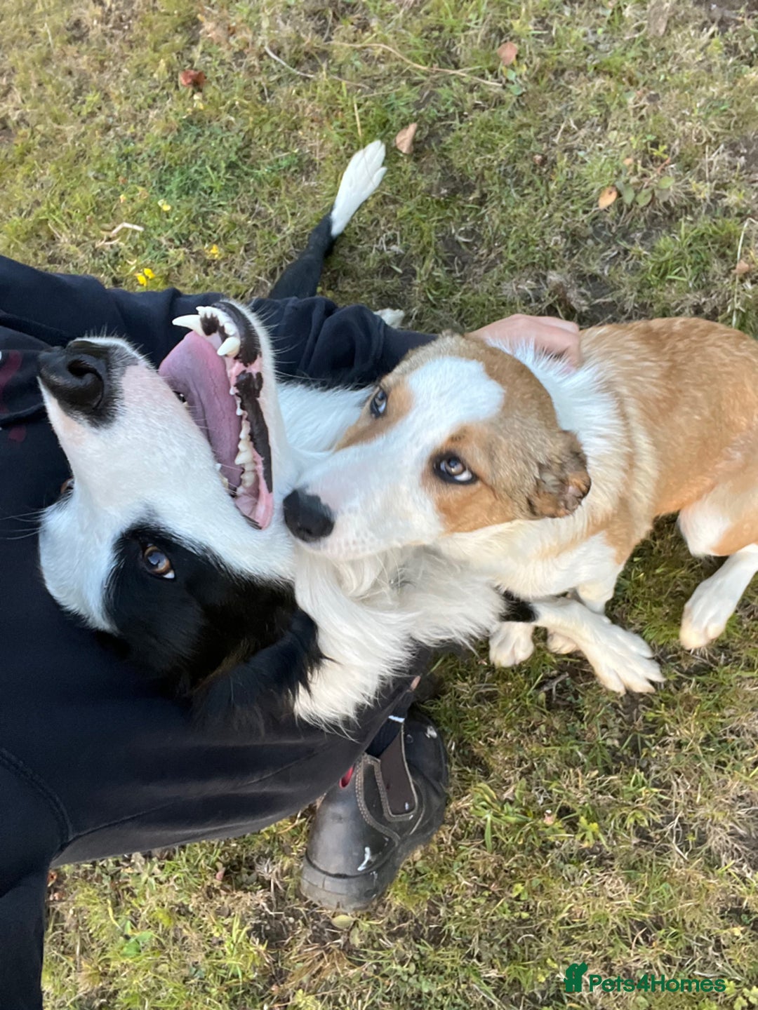 Border Collie dogs for sale: Border Collie Pup - Image 6