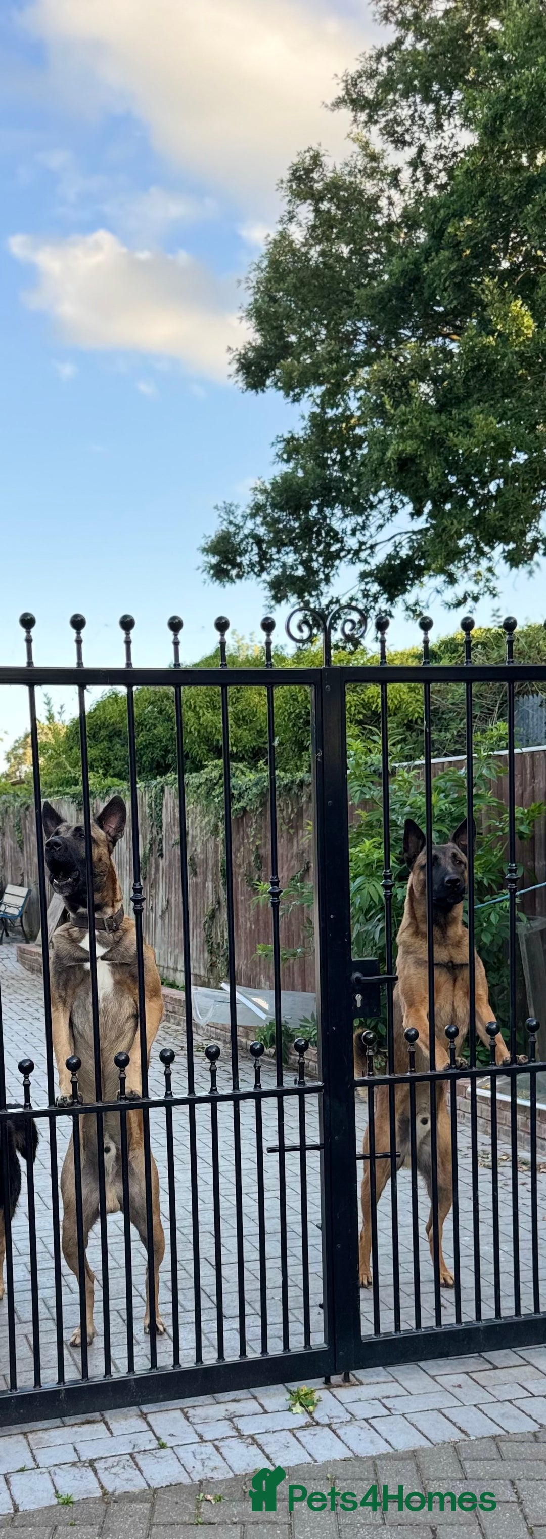 Belgian Shepherd Dog dogs for sale: 9 Month old Two Belgian Malinois Pups (Brothers) - Image 5