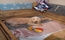 Cockapoo dogs for sale: F1b fully dna health tested toy cockapoos  - Image 12