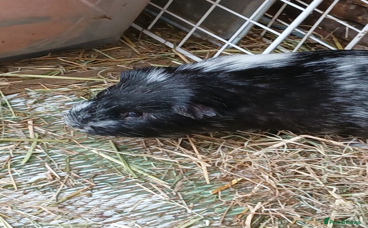 Guinea Pig rodents - Advert 16