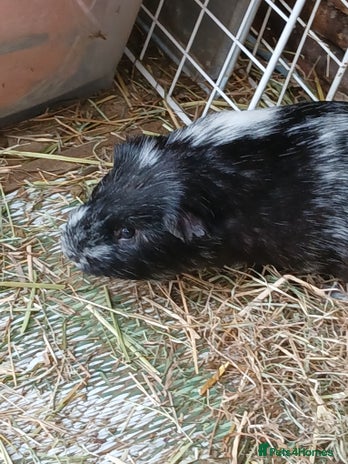 Guinea Pig rodents - Advert 12