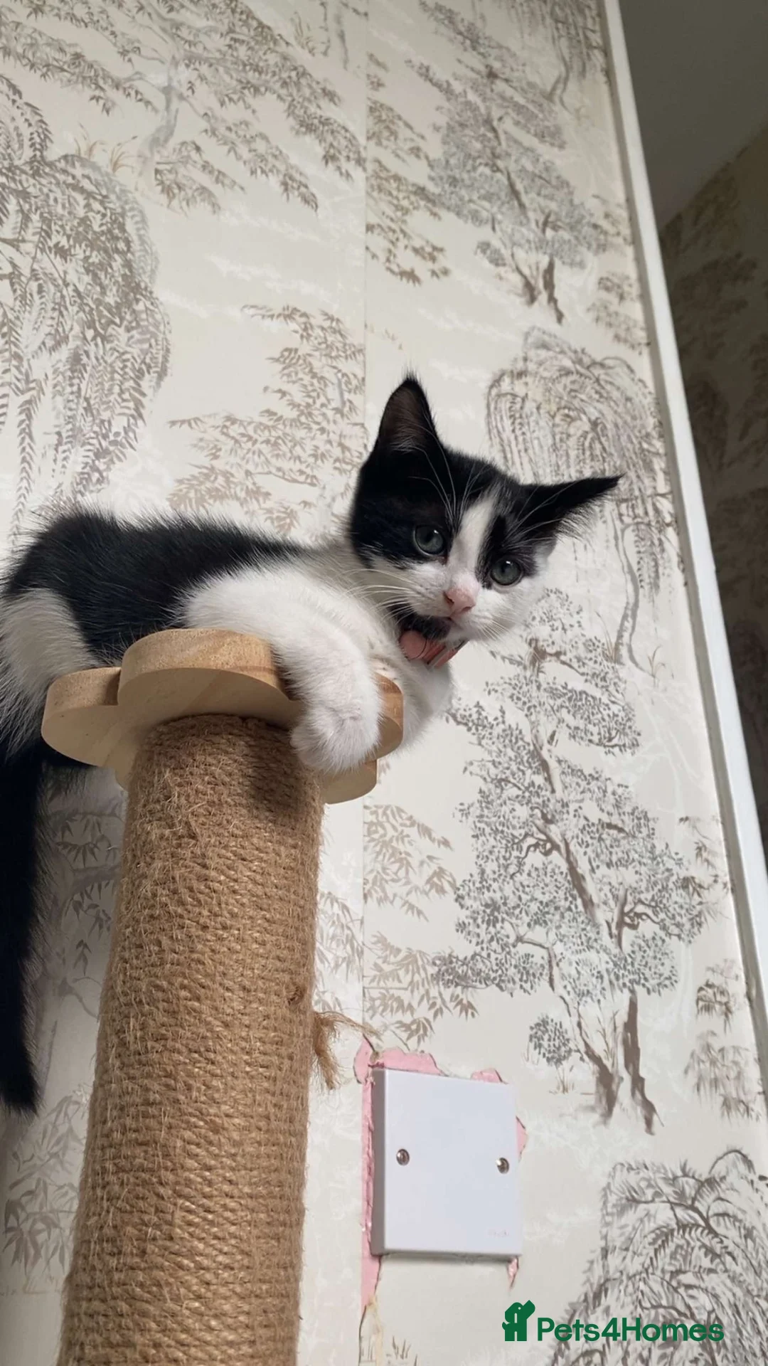 Mixed Breed cats for sale: Gorgeous female kitten - Advert 1