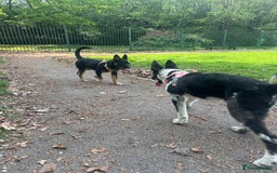 Mixed Breed dogs for sale: Shollie puppies  - Image 1