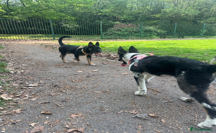 Mixed Breed dogs - Advert 3