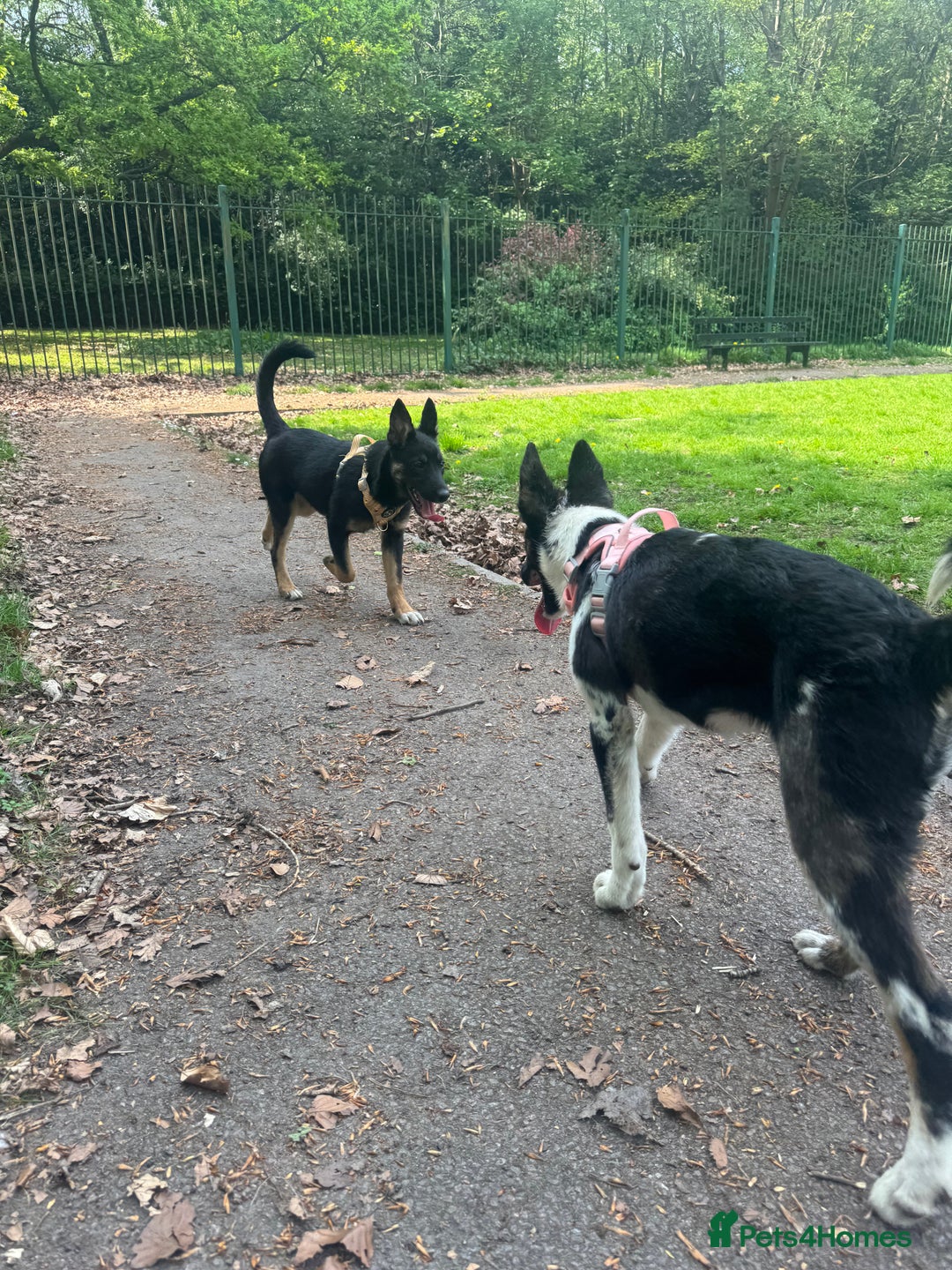 Mixed Breed dogs for sale: Shollie puppies  - Image 1
