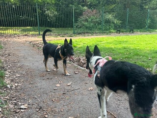 Mixed Breed dogs - Advert 25