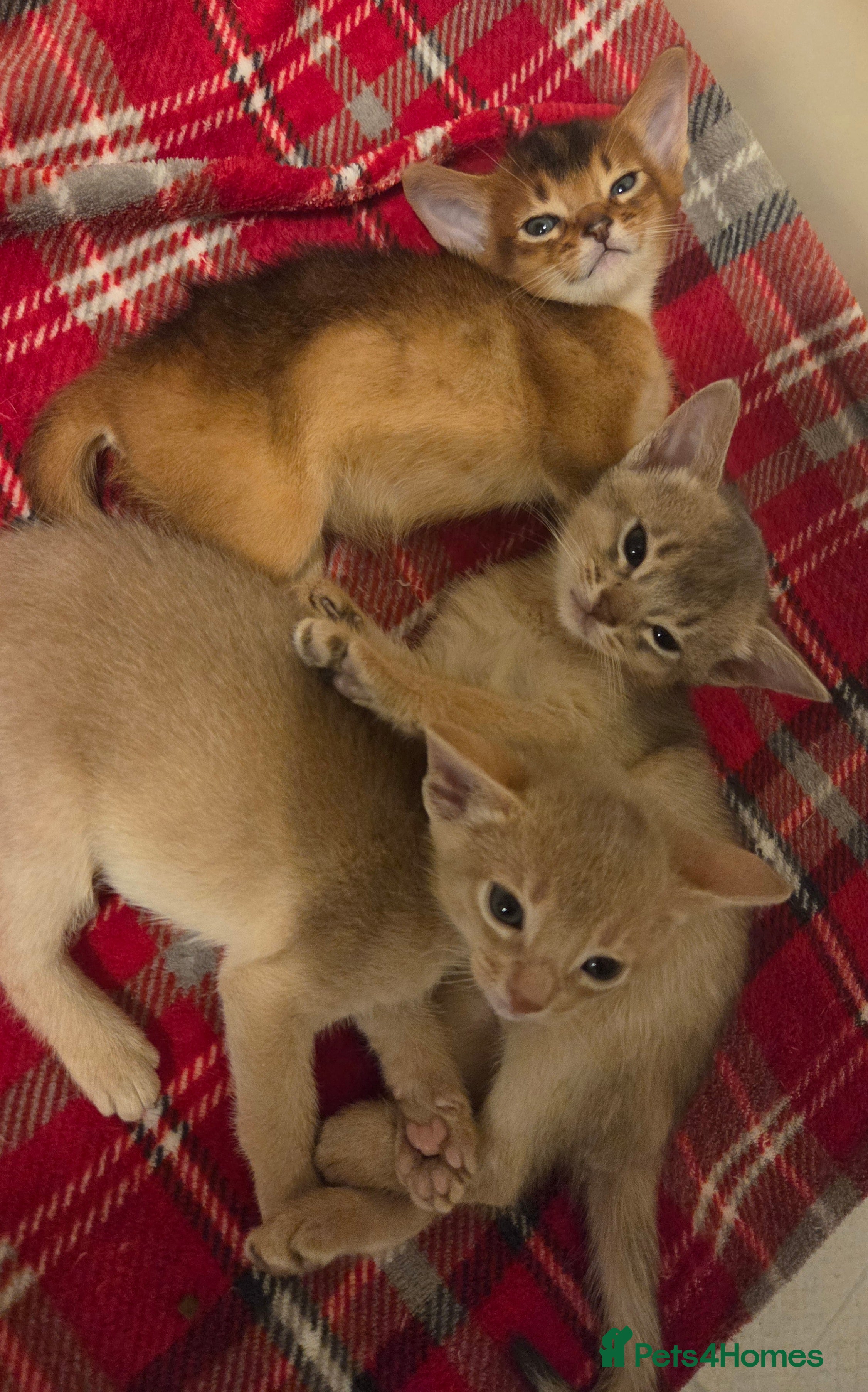 Abyssinian cats TICA-registered Abyssinian kittens - Advert 10