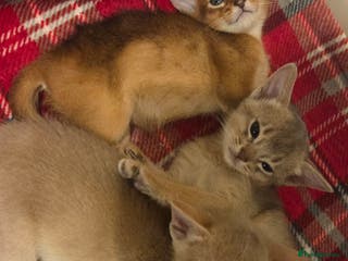 Abyssinian cats TICA-registered Abyssinian kittens - Advert 7