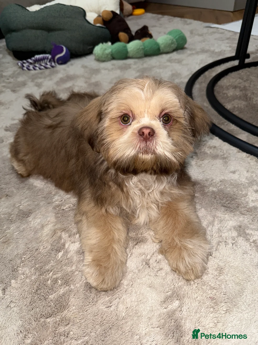 Shih Tzu dogs for sale: Shih Tzu puppy - Advert 13