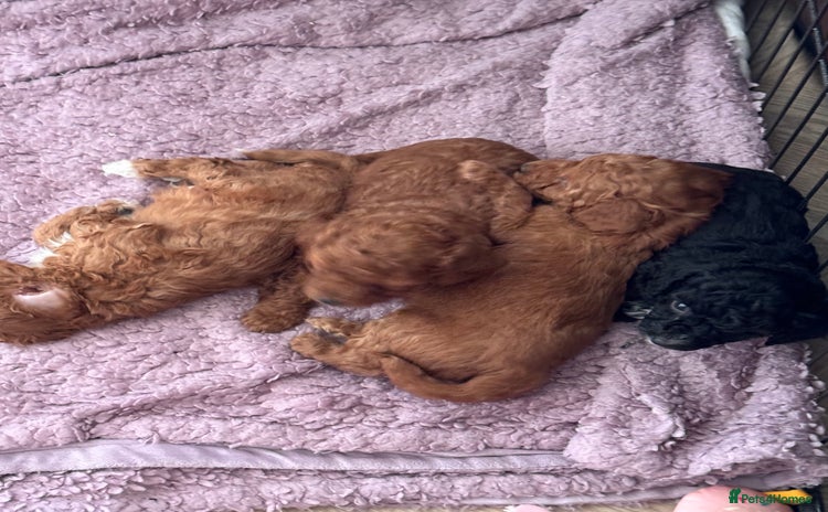 Cavapoo dogs - Advert 8