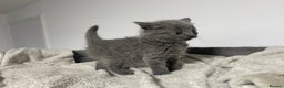 British Shorthair cats for sale: 2 british blue shorthair boys - Advert 9