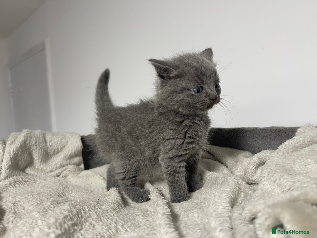 British Shorthair cats for sale: 2 british blue shorthair boys - Advert 9