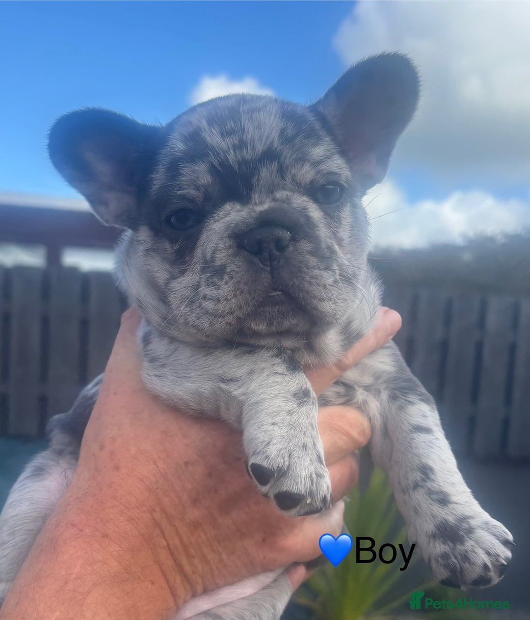 French Bulldog dogs for sale: French Bulldog Puppies - Image 2