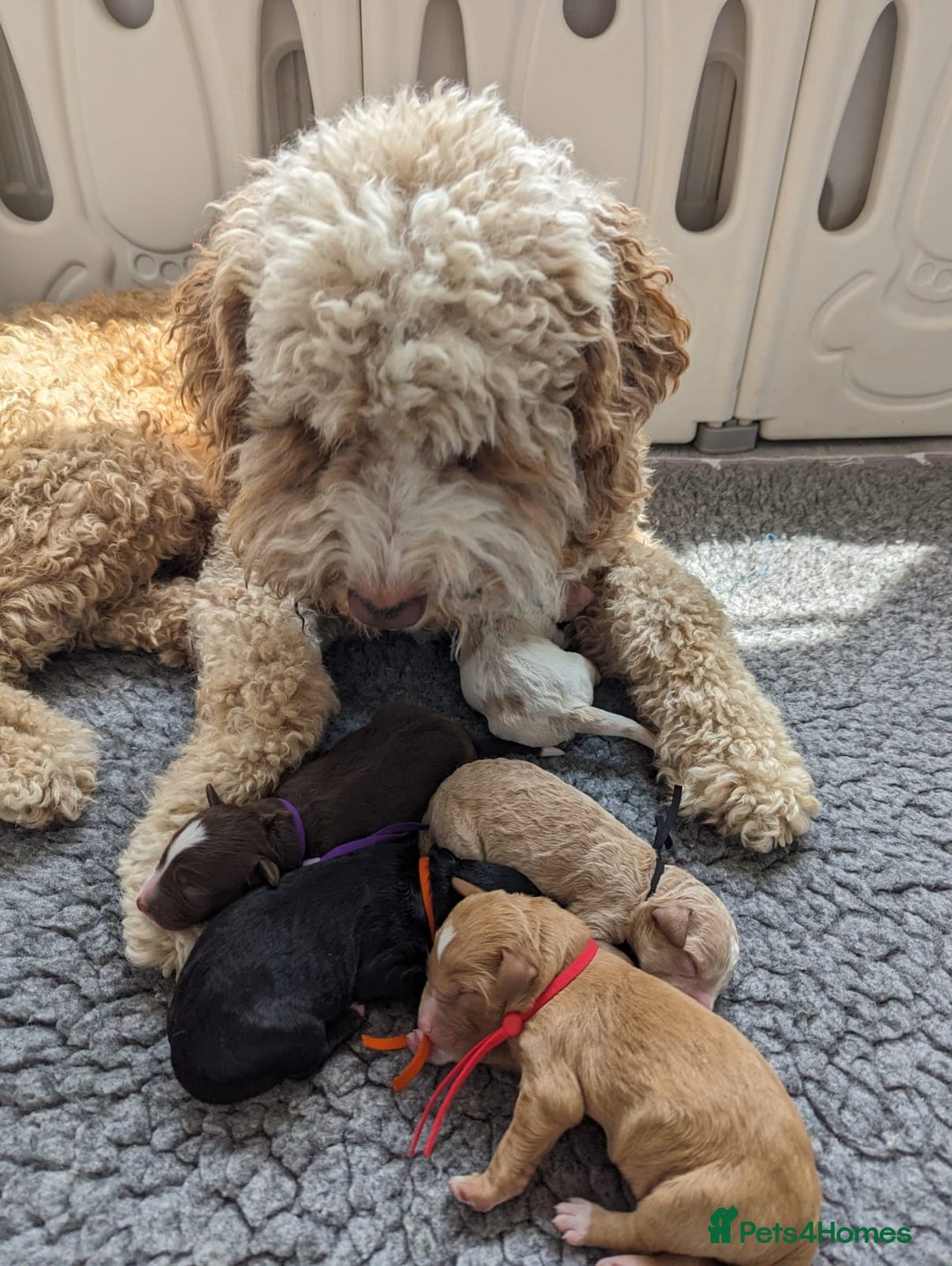 Bernedoodle dogs for sale: Gentle Giant Bernedoodles - Image 13