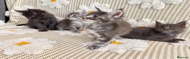 Maine Coon 1
