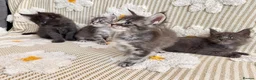 Maine Coon cats for sale: Tica Registered 5 Russian Mainecoon   - Advert 18