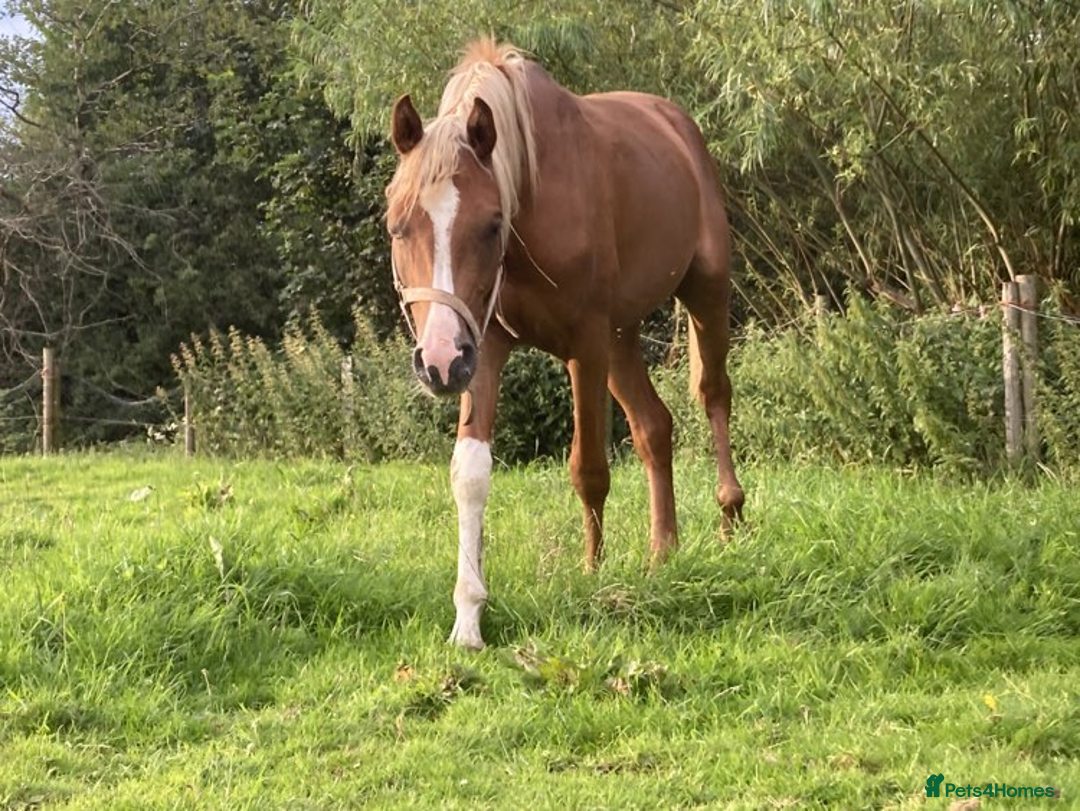 Arabian horse horses for sale: ARABIAN pb  - Image 2