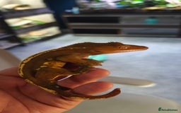 Gecko reptiles for sale: Male crested gecko  - Image 4
