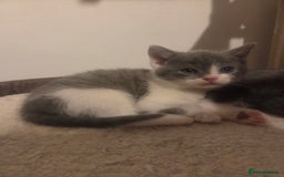 British Shorthair cats for sale: British short hair - Advert 2