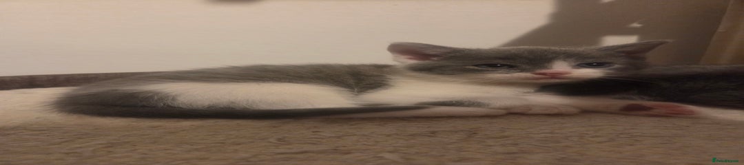 British Shorthair Kitten 2