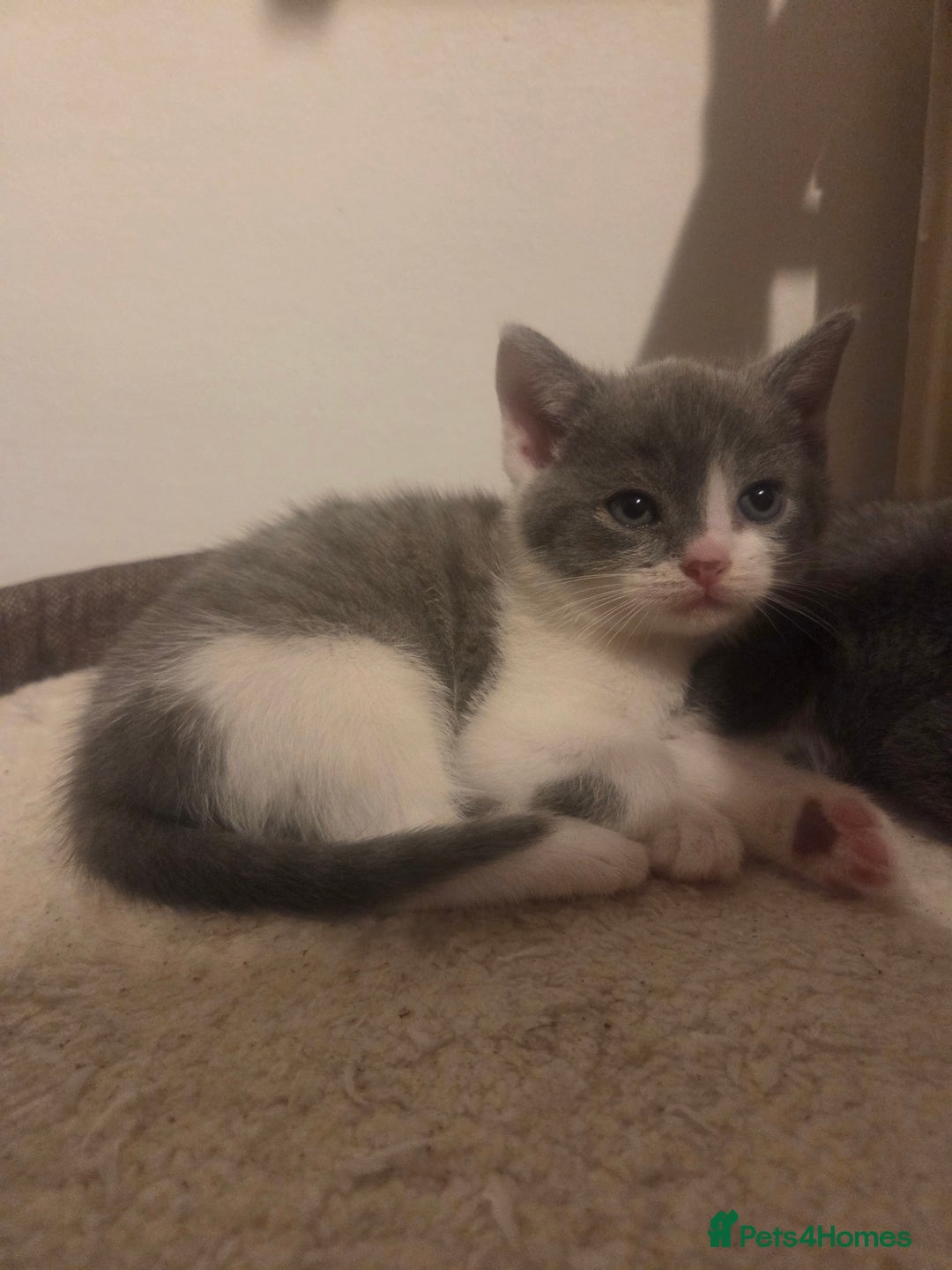 British Shorthair cats for sale: British short hair - Advert 2