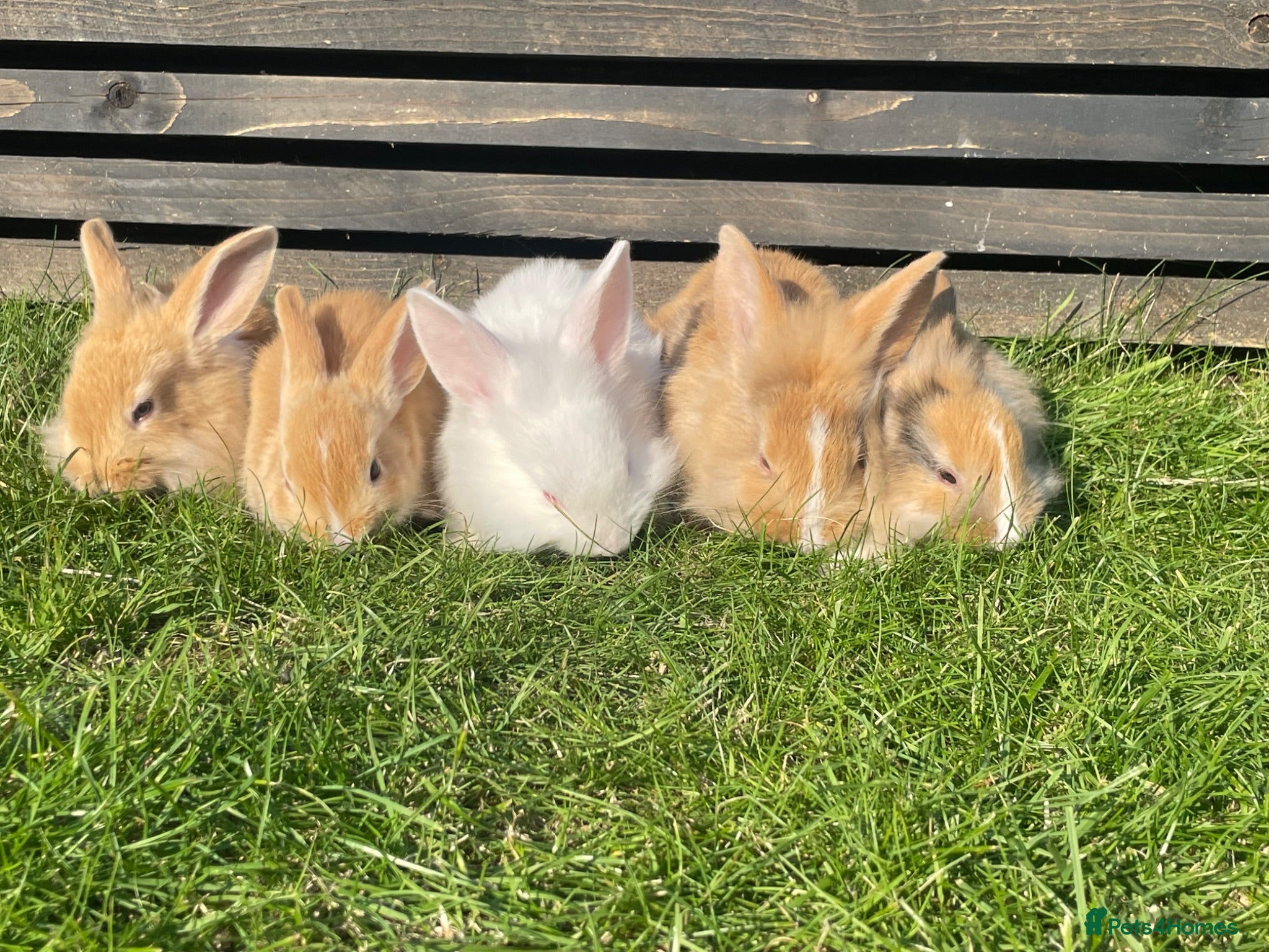 Mixed Breed rabbits Child friendly Mixed breed rabbits  - Advert 4