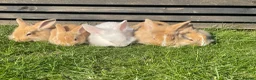 Mixed Breed rabbits for sale: Child friendly Mixed breed rabbits  - Advert 1