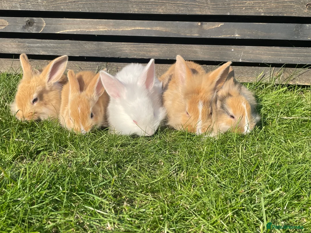 Mixed Breed rabbits for sale: Child friendly Mixed breed rabbits  - Advert 1