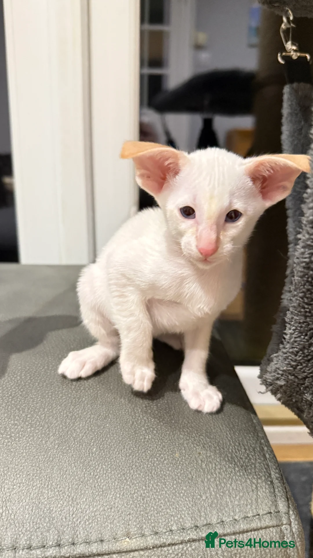 Siamese cats for sale: GCCF registered Siamese Boys - Advert 10