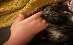 Mixed Breed cats for sale: Adorable kittens for sale  - Image 5