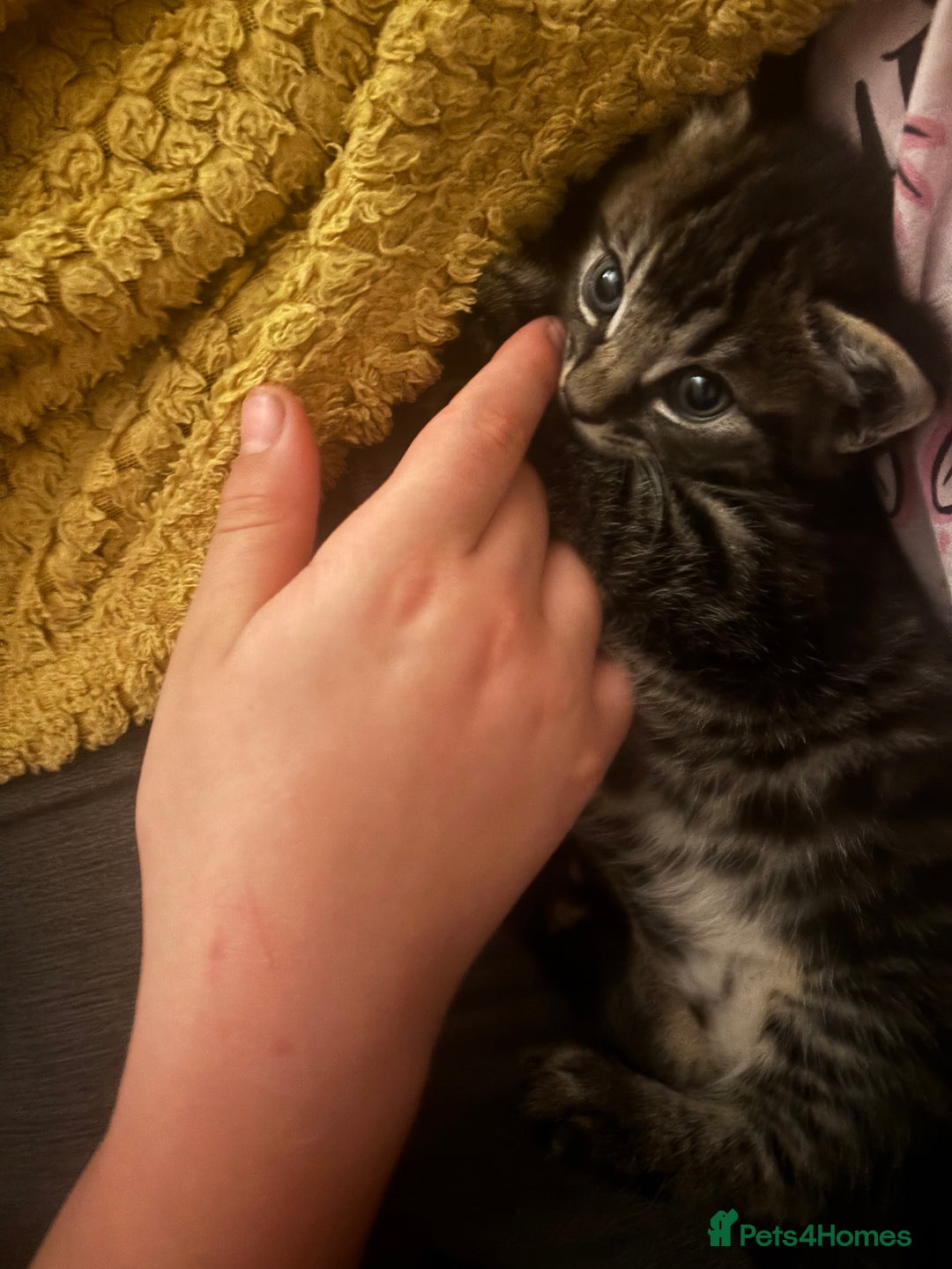 Mixed Breed cats for sale: Adorable kittens for sale  - Image 5