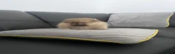 Pomeranian dogs for sale: 🔥Outstanding 🐻Championship 🏆🔝Quality  - Advert 14