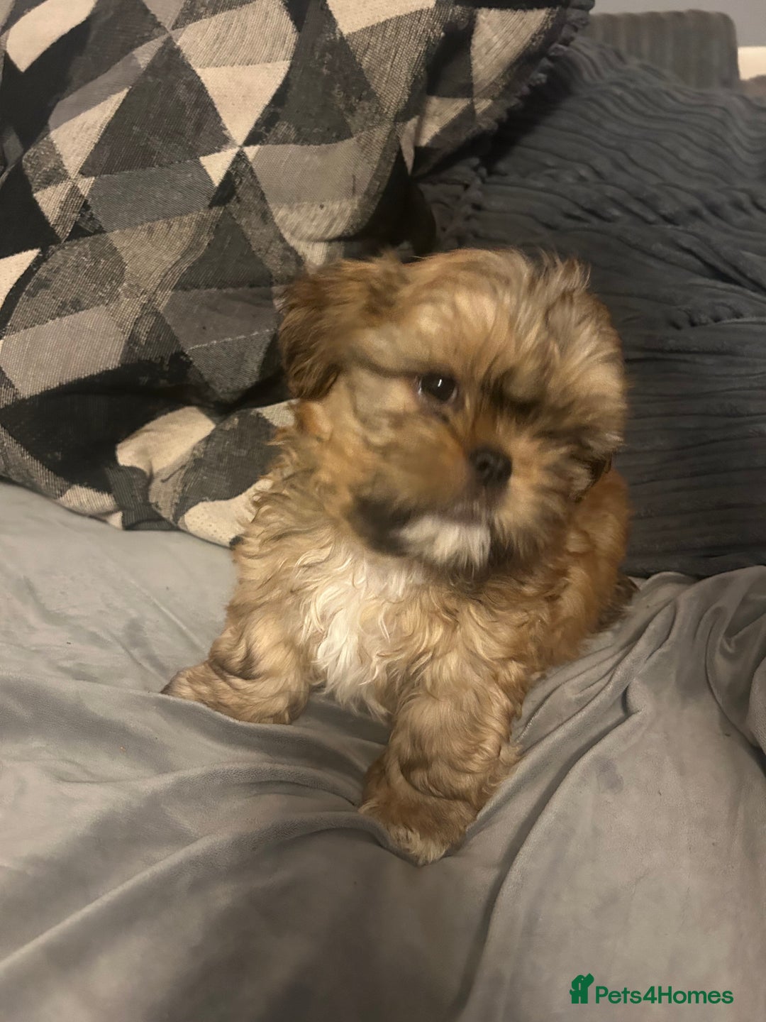 Shih Tzu dogs for sale: Gorgeous little boy - Advert 13