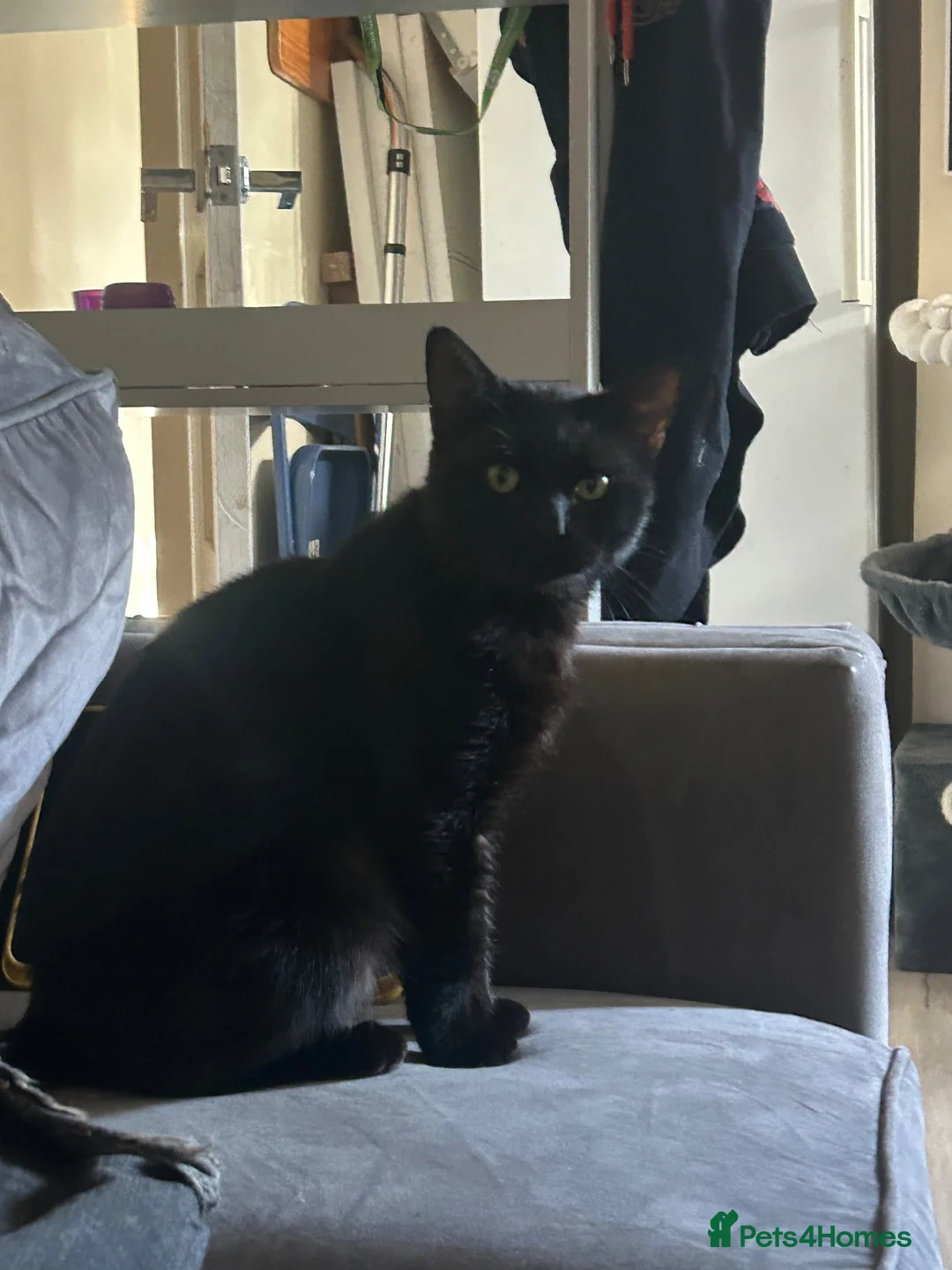 Mixed Breed cats for sale: Axel (Bombay x British Shorthair) in London - Advert 2