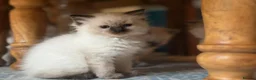 Ragdoll cats for sale: Chocolate point and blue pointed lynx ragdolls - Advert 6