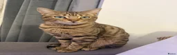 Mixed Breed cats for sale: 🐾 Beautiful 3-Year-Old Bengal Cat ❤️ - Advert 5